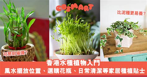 水种植物风水|水種植物風水｜香港水種植物入門！風水擺放位置/換 